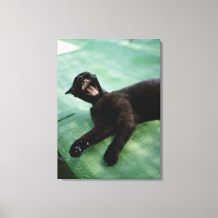 Impressão Em Tela Um gato de bocejo