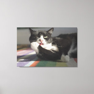 Impressão Em Tela Um gato que lambe o é pata