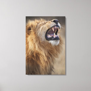 Impressão Em Tela Um leão masculino maduro (Panthera leo) no Savuti