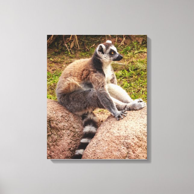 Impressão Em Tela um lêmure de madagascar em tela esticada (Frente)