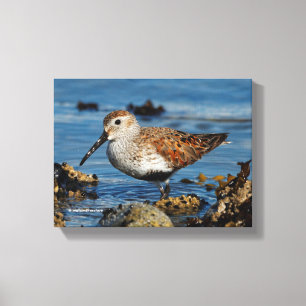 Impressão Em Tela Um lindo Dunlin vira Solo