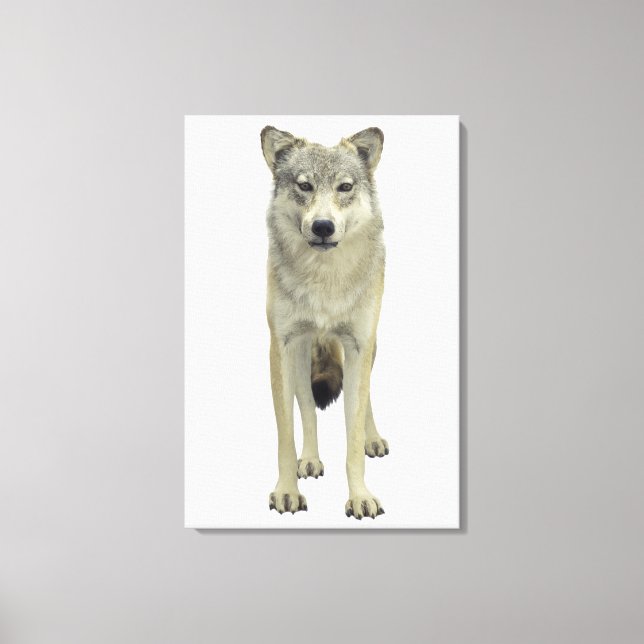 Impressão Em Tela Um lobo (Frente)