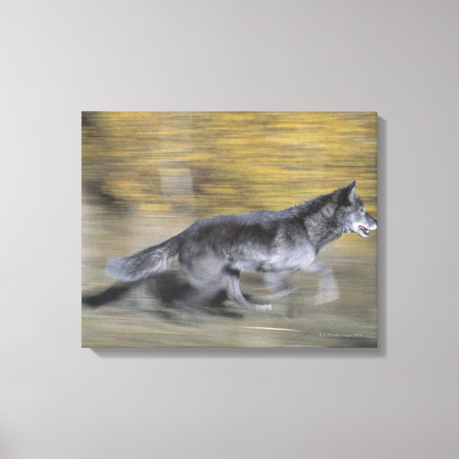 Impressão Em Tela Um lobo negro em fuga (Frente)