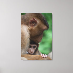 Impressão Em Tela Um Macaque e do bebê são mãe