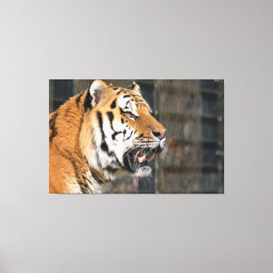 Impressão Em Tela Um olhar de tigre