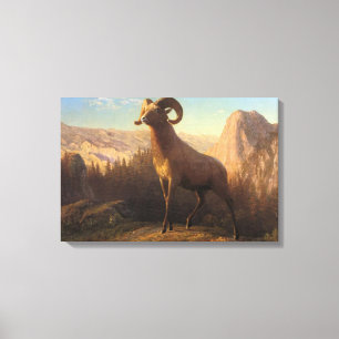 Impressão Em Tela Um Ovelha de Montanha Rochosa, Bierstadt Albert