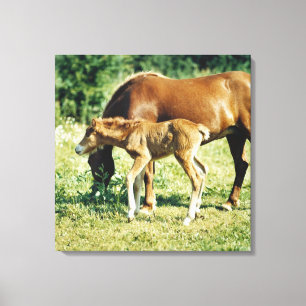 Impressão Em Tela Um potro e um cavalo em um pasto