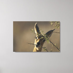 Impressão Em Tela Um Steenbok que olha a câmera quando comer