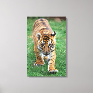 Impressão Em Tela Um tigre de bebê bonito