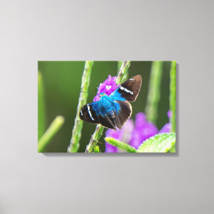 Impressão Em Tela Uma Borboleta Azul numa Flor Roxa na Costa Rica