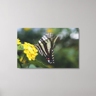 Impressão Em Tela Uma borboleta, na família de Swallowtails ou
