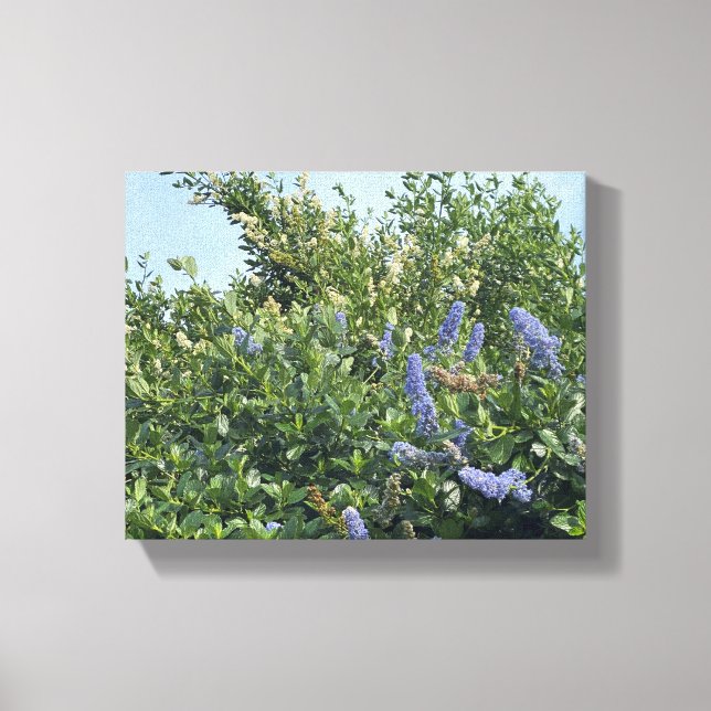 Impressão Em Tela Uma Califórnia florescente: flores azuis (Frente)
