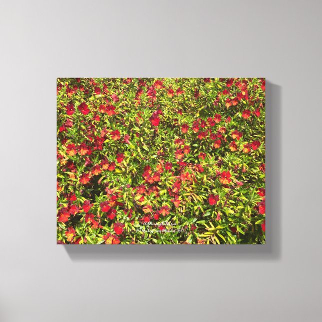 Impressão Em Tela Uma Califórnia florescente: Mimulus 'Red' (Frente)