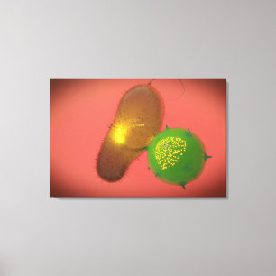 Impressão Em Tela Uma Célula Assassina Natural Injeta Toxina