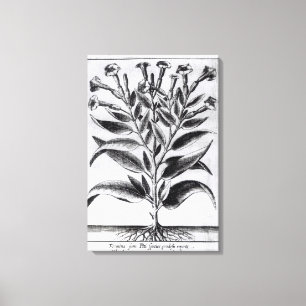 Impressão Em Tela Uma planta de tabaco, 1622