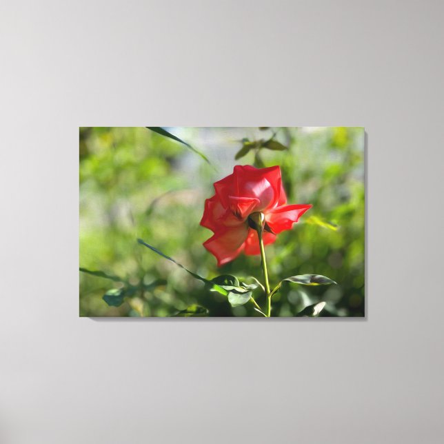 Impressão Em Tela Uma rosa vermelha (Frente)