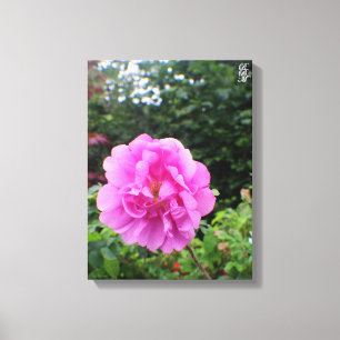 Impressão Em Tela Uma Única Flor Rosa