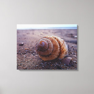 Impressão Em Tela Uma vista macro de Shell espiral