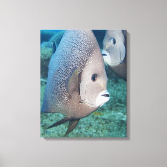 Impressão Em Tela Underwater Life, FISH: um par de peixes-cordeiro C (Frente)