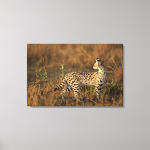 Impressão Em Tela Upper Mara, Reserva de Caça Masai Mara, Quênia,