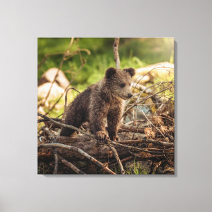 Impressão Em Tela Urso Bebê Bonito em Florestas