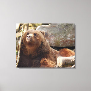Impressão Em Tela Urso castanho na tela de visualização do zoológico