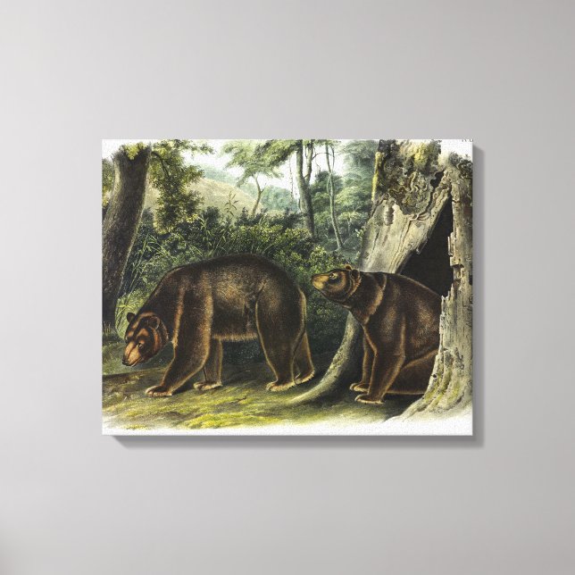Impressão Em Tela Urso Cinamão dos Quadrupes de Audubon (Frente)