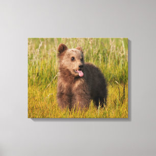 Impressão Em Tela Urso engraçado do bebê das imagens   de Getty