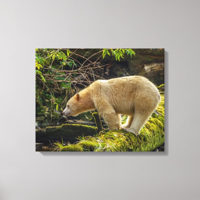 Impressão Em Tela Urso Espírito Branco (Frente)