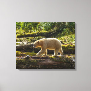 Impressão Em Tela Urso Espírito Branco Caça