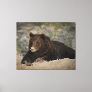 Impressão Em Tela Urso Grizzle Com Um Nariz arenoso