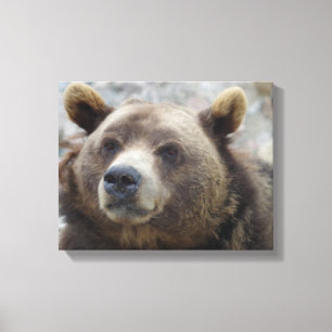 Impressão Em Tela Urso Kodiak Closeup