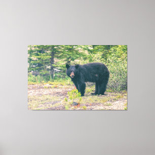 Impressão Em Tela Urso Negro