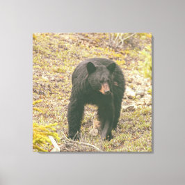 Impressão Em Tela Urso Negro