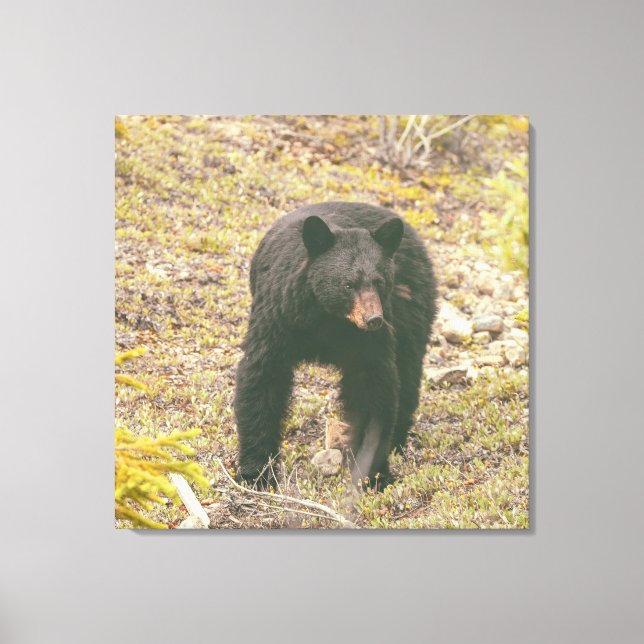 Impressão Em Tela Urso Negro (Frente)