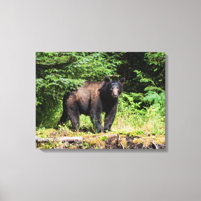 Impressão Em Tela Urso Negro Alfa (Frente)