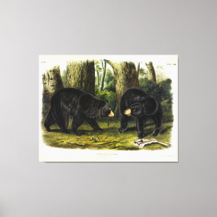 Impressão Em Tela Urso Negro Americano (Ursus Americanus) por Audubo