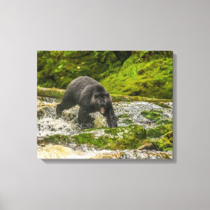 Impressão Em Tela Urso Negro Pescando Qua Creek Colúmbia Britânica