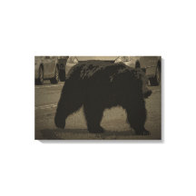 Urso no Parque Nacional da Estrada Yellowstone WY