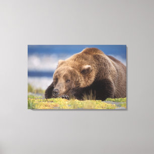 Impressão Em Tela urso pardo, Ursus arctos, urso cinzento, Ursus 8