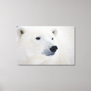 Impressão Em Tela Urso Polar Churchill