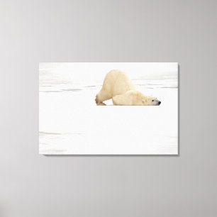 Impressão Em Tela Urso polar coçando-se na tundra congelada