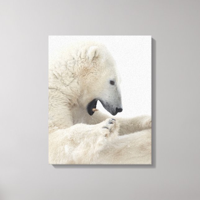 Impressão Em Tela Urso polar que luta com outro urso (Frente)