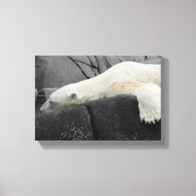 Impressão Em Tela Urso Polar Sonolento (Frente)