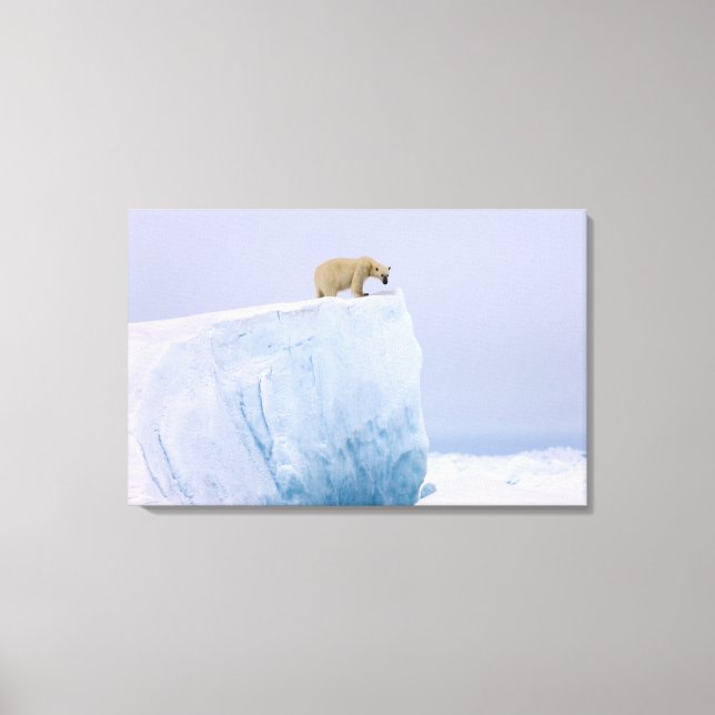 Impressão Em Tela urso polar, Ursus maritimus (Frente)