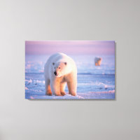 urso polar, Ursus maritimus