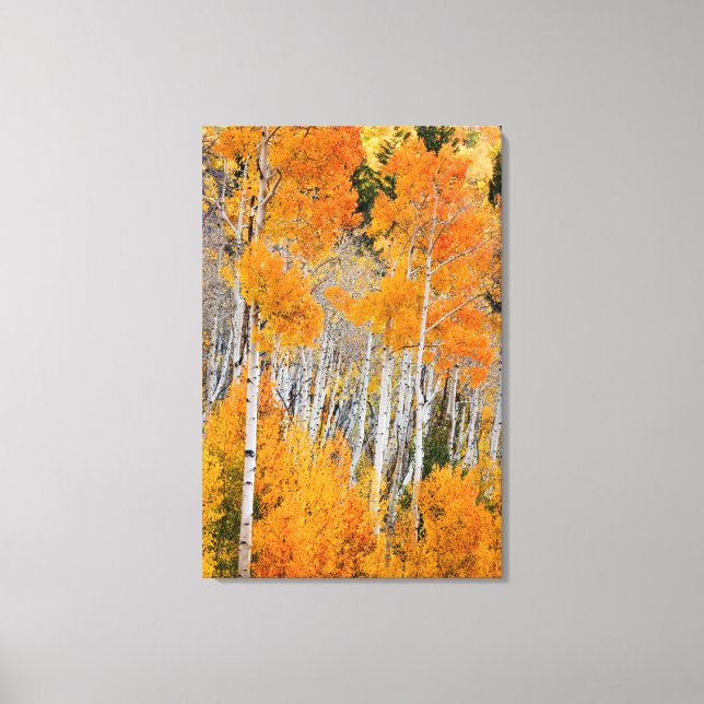 Impressão Em Tela Utah, EUA. Árvores de Aspen (Populus Tremuloides)  (Frente)