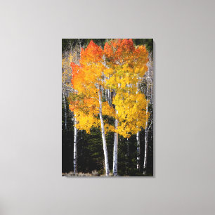 Impressão Em Tela Utah, EUA. Árvores de Aspen (Populus Tremuloides) 