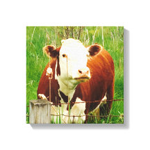Vaca Curiosa Fofa 4Carrie