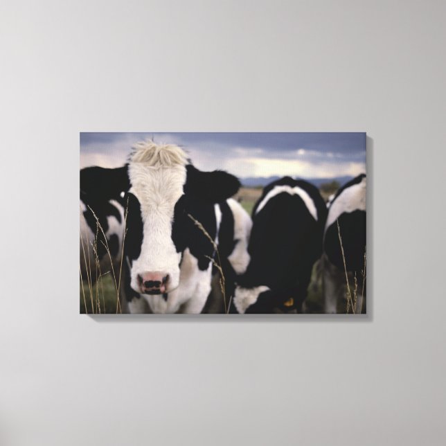 Impressão Em Tela Vacas 2 (Frente)